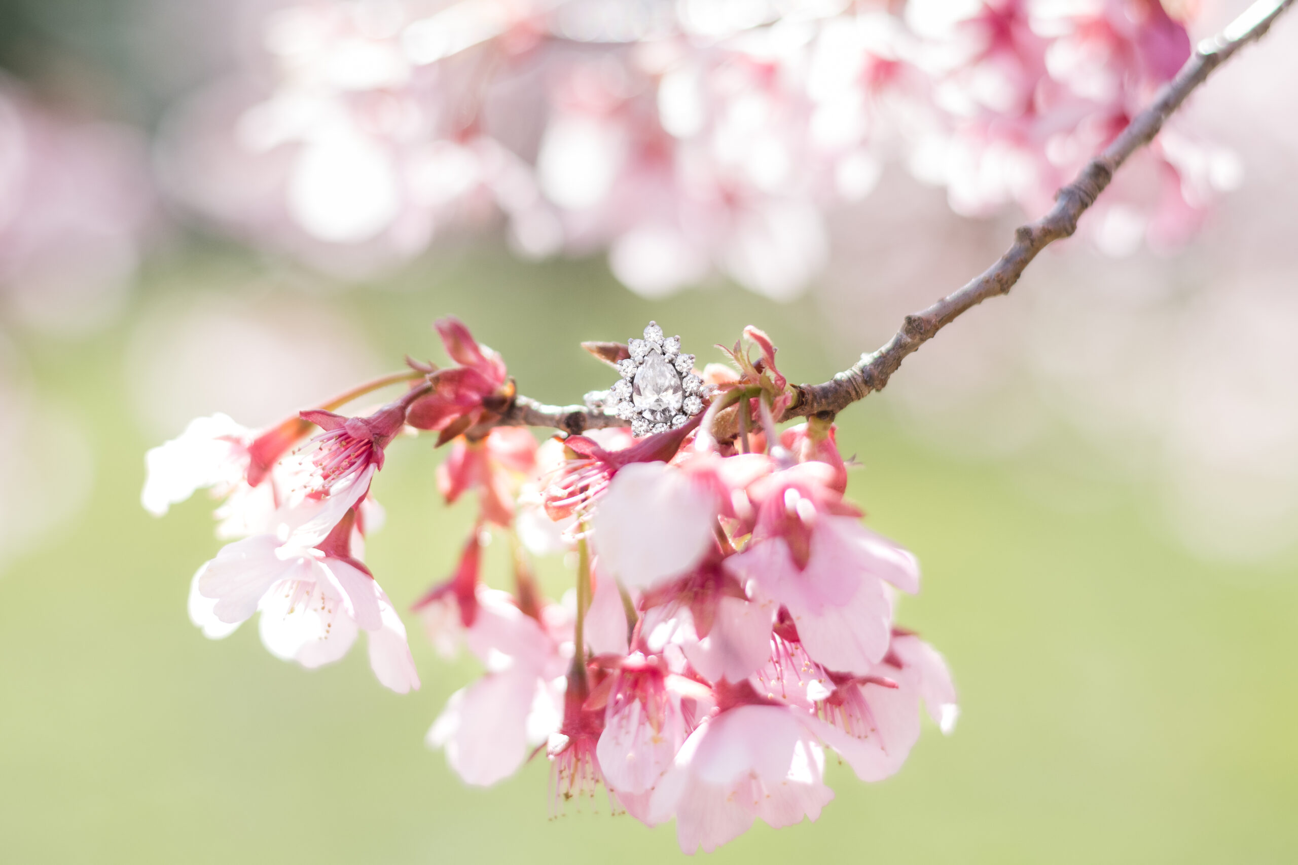 Cherry Blossom Engagement Photographer