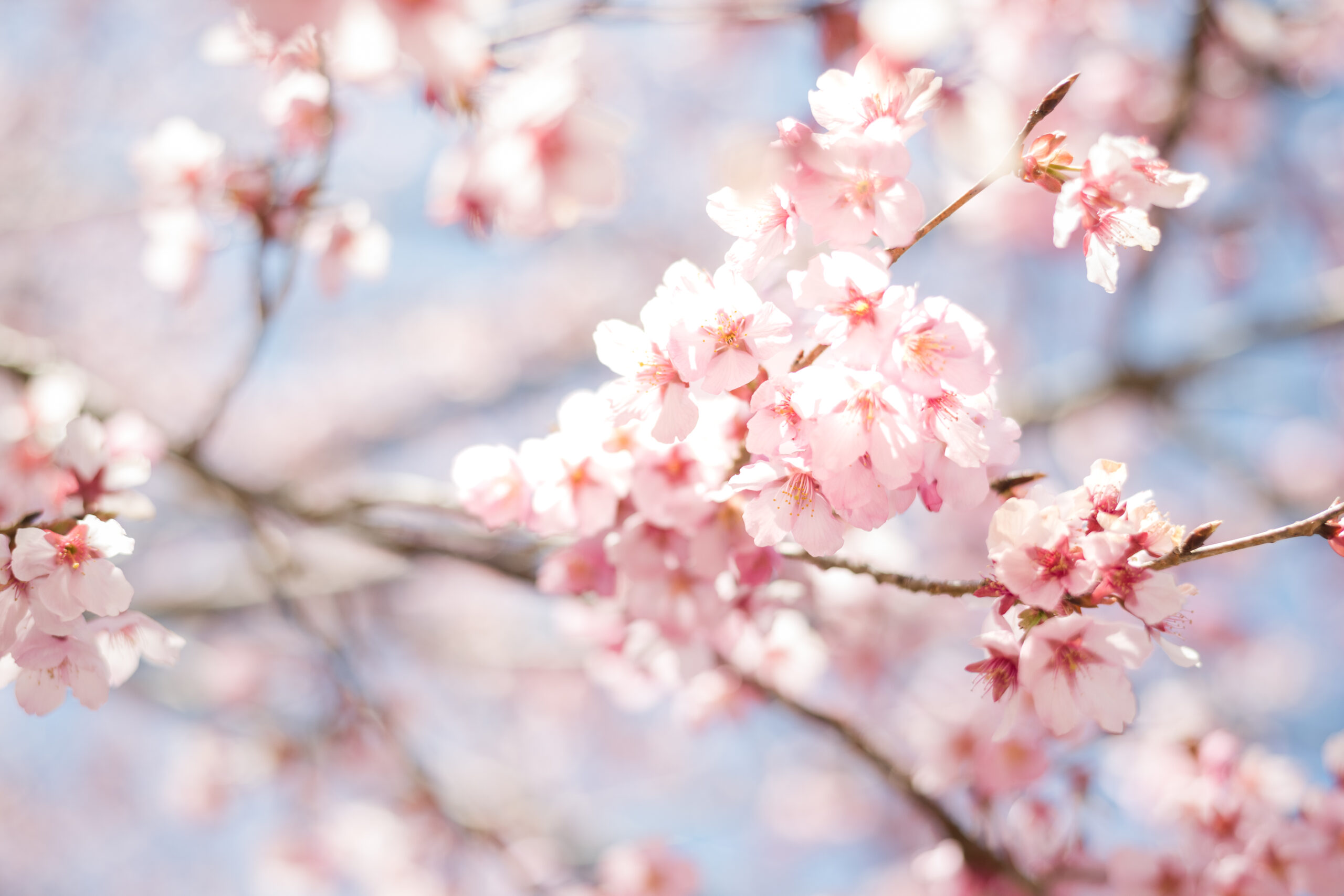 Cherry Blossom Festival Location