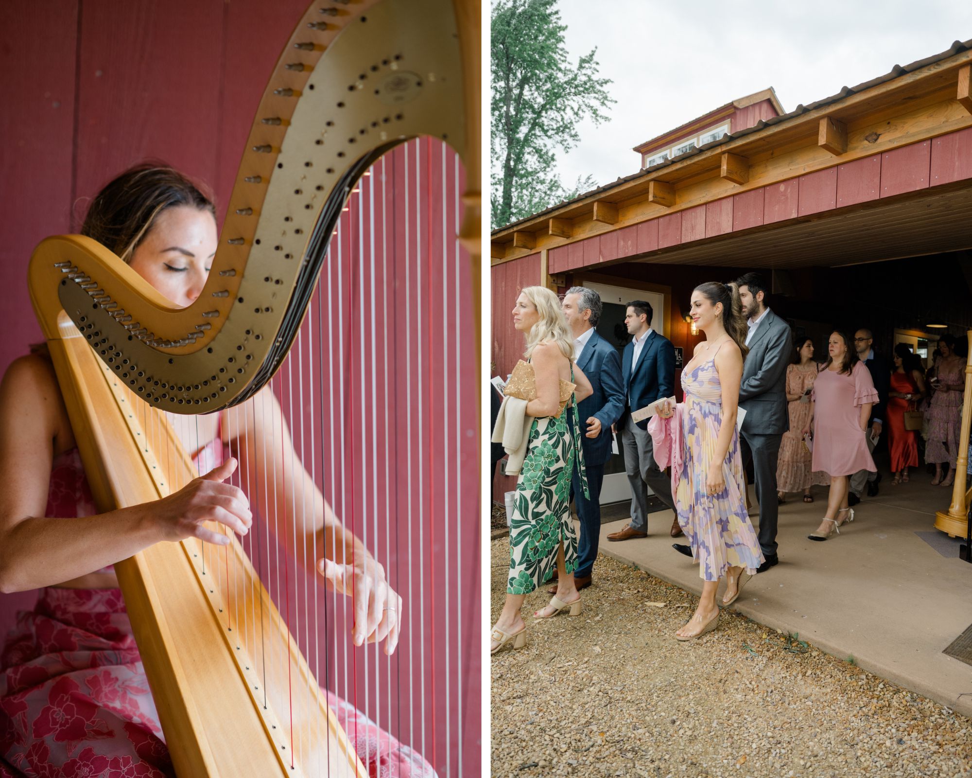 A harpist plays ceremony music as well-dressed guests begin to gather outside a rustic red barn.
