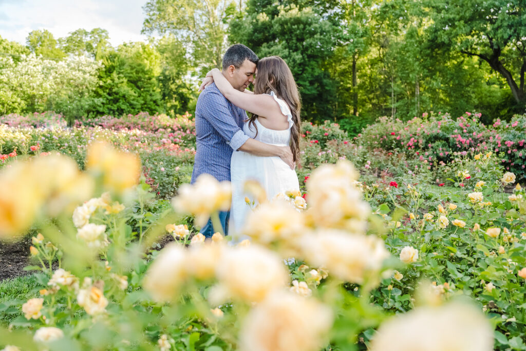 Maternity couple embracing in the Bon Air Rose Garden surrounded by blooming yellow roses during golden hour in Arlington VA
