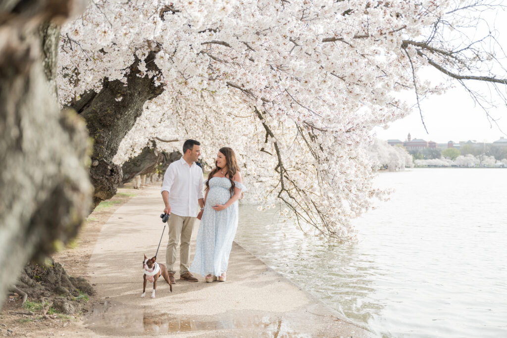Pregnant couple walking along the Tidal Basin during peak cherry blossom season in Washington, DC, with blooming cherry trees framing a spring maternity photo session.
